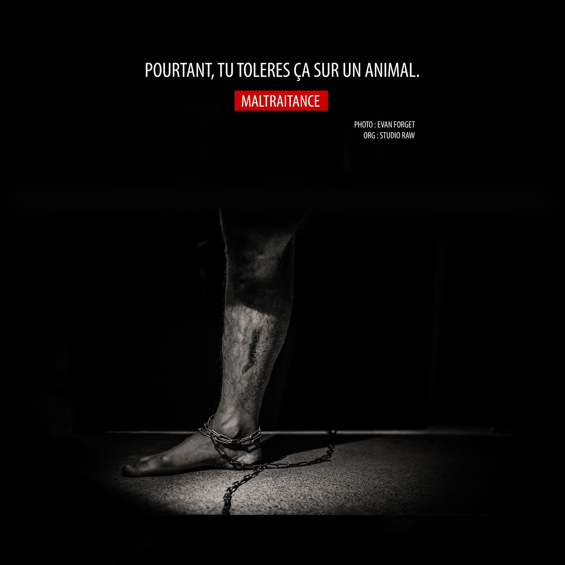 Maltraitance Animale – Evan Forget – 2015 – Photographe sur Nant